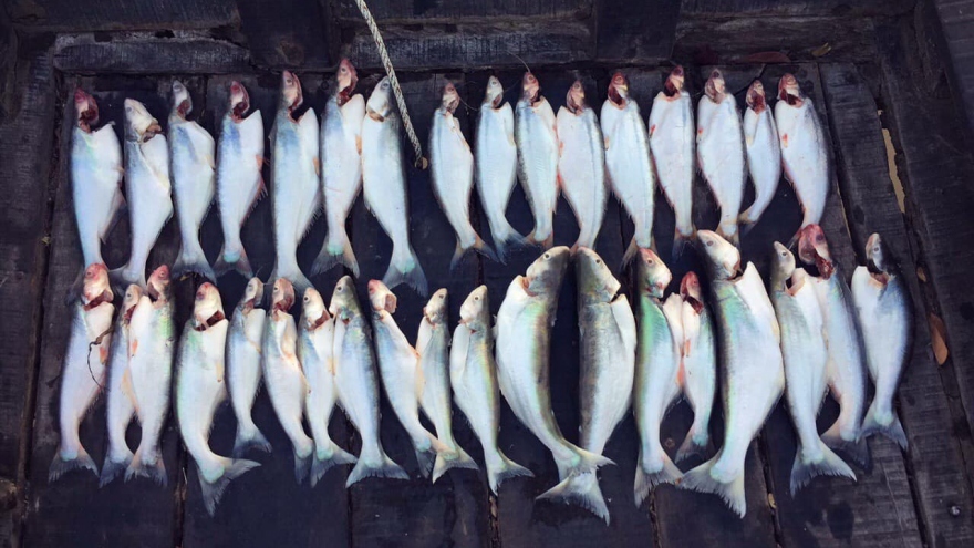 “Nữ hoàng cá” ở Gò Công được giới sành ăn săn lùng